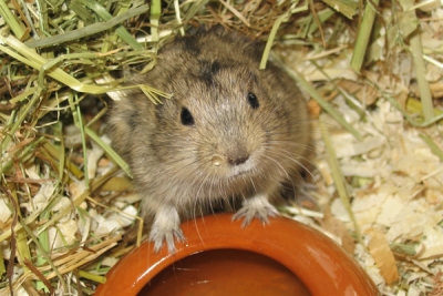 Bijzondere knaagdieren